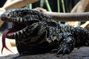 Argentinska crna i bijela oznaka. Kako zadržati gušter